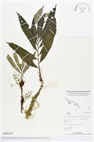 登錄號:BS03329藏品圖，第1張