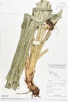 登錄號:BS03330藏品圖，第1張