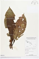 登錄號:BS03331藏品圖，第1張