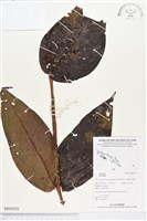 登錄號:BS03332藏品圖，第1張