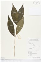 登錄號:BS03333藏品圖，第1張