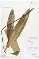 登錄號:BS03334藏品圖，第1張