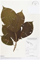 登錄號:BS03335藏品圖，第1張