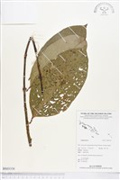 登錄號:BS03336藏品圖，第1張