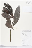 登錄號:BS03337藏品圖，第1張