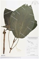 登錄號:BS03338藏品圖，第1張