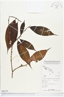 登錄號:BS03339藏品圖，第1張