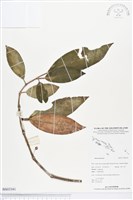 登錄號:BS03341藏品圖，第1張