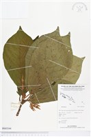 登錄號:BS03344藏品圖，第1張