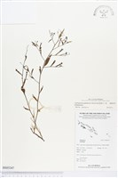 細葉水丁香藏品圖，第1張