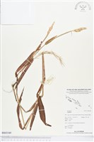 登錄號:BS03349藏品圖，第1張