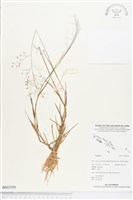 登錄號:BS03350藏品圖，第1張