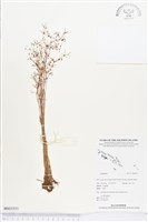 登錄號:BS03351藏品圖，第1張