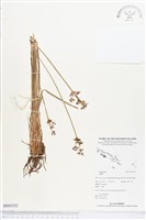 登錄號:BS03352藏品圖，第1張