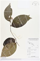 登錄號:BS03354藏品圖，第1張