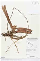 登錄號:BS03355藏品圖，第1張