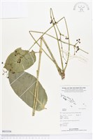 登錄號:BS03356藏品圖，第1張