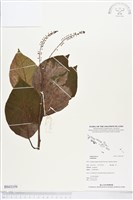 登錄號:BS03359藏品圖，第1張