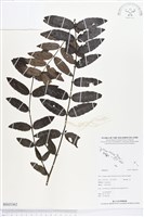 登錄號:BS03362藏品圖，第1張