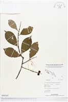 登錄號:BS03363藏品圖，第1張