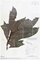 登錄號:BS03364藏品圖，第1張