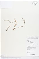 登錄號:BS03366藏品圖，第1張