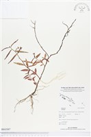 登錄號:BS03367藏品圖，第1張