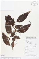 登錄號:BS03368藏品圖，第1張