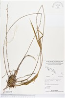 登錄號:BS03370藏品圖，第1張