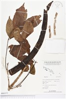 登錄號:BS03372藏品圖，第1張