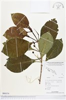 登錄號:BS03374藏品圖，第1張