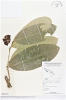 登錄號:BS03375藏品圖，第1張