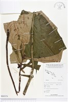 登錄號:BS03376藏品圖，第1張