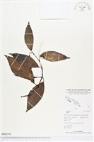 登錄號:BS03378藏品圖，第1張