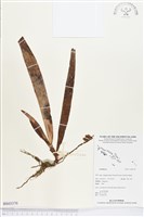 登錄號:BS03379藏品圖，第1張