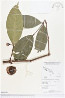 登錄號:BS03380藏品圖，第1張