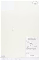 登錄號:BS03384藏品圖，第1張