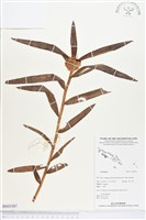 登錄號:BS03387藏品圖，第1張