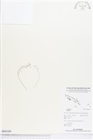 登錄號:BS03389藏品圖，第1張