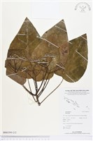 登錄號:BS03391藏品圖，第2張