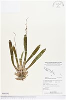 登錄號:BS03392藏品圖，第1張