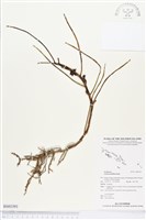 登錄號:BS03393藏品圖，第1張