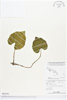 登錄號:BS03394藏品圖，第1張