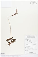 登錄號:BS03396藏品圖，第1張