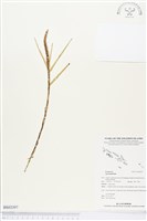 登錄號:BS03397藏品圖，第1張