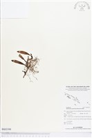 登錄號:BS03398藏品圖，第1張