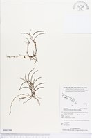 登錄號:BS03399藏品圖，第1張