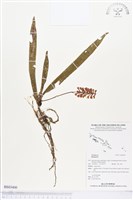 登錄號:BS03400藏品圖，第1張