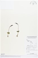 登錄號:BS03401藏品圖，第1張