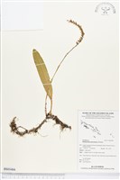 登錄號:BS03404藏品圖，第1張